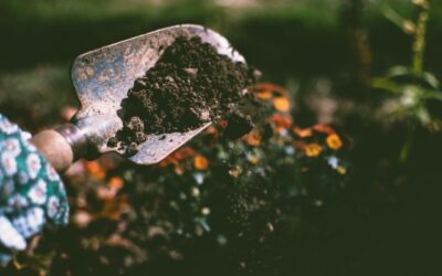 Hoe benut je een kleine tuin tuin?